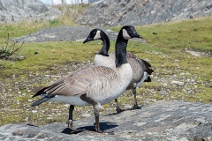 Canada Goose 004