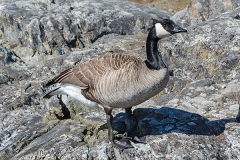 Canada Goose 007