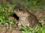 Cane Toad