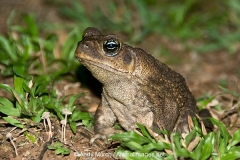 Cane Toad 001