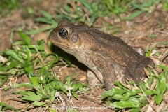 Cane Toad 002