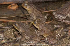 Cane Toad 003