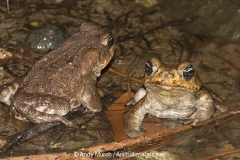 Cane Toad 009