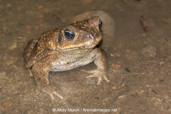 Cane Toad 011