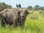 Cape Buffalo