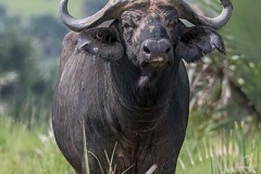 Cape Buffalo 001