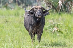 Cape Buffalo 003