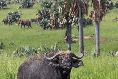 Cape Buffalo 005