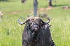 Cape Buffalo 007