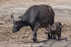 Cape Buffalo 008