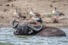 Cape Buffalo 009