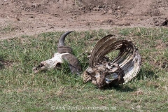 Cape Buffalo 010