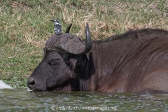 Cape Buffalo 011