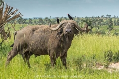Cape Buffalo 015