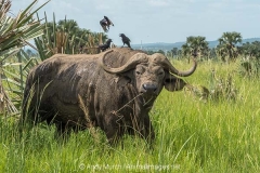Cape Buffalo 017
