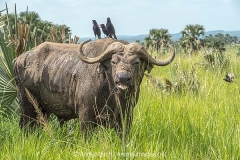 Cape Buffalo 018