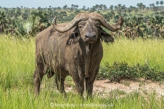 Cape Buffalo 021