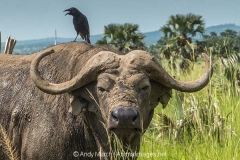 Cape Buffalo 023