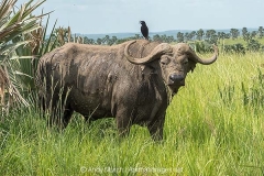 Cape Buffalo 026