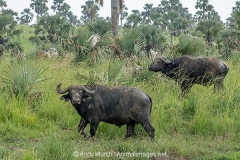 Cape Buffalo 028
