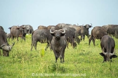 Cape Buffalo 030