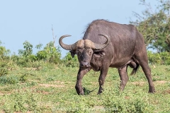 Cape Buffalo 032