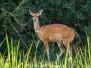 Cape Bushbuck