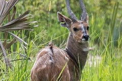 Cape Bushbuck 001