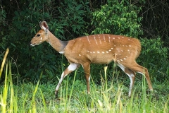 Cape Bushbuck 005