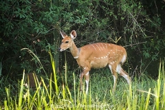 Cape Bushbuck 006