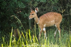 Cape Bushbuck 007