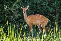 Cape Bushbuck 008