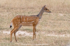 Cape Bushbuck 013