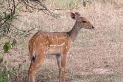 Cape Bushbuck 015