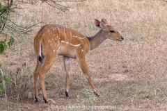 Cape Bushbuck 018
