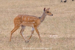 Cape Bushbuck 019