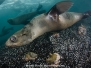 Cape Fur Seal