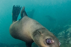 Cape Fur Seal 001