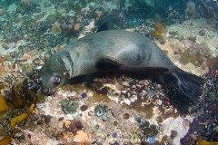 Cape Fur Seal 007