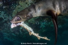 Cape Fur Seal 037