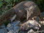 Cape Gray Mongoose