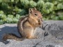 Cascade Golden-mantled Ground Squirrel