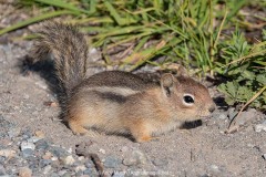 Cascade Golden-mantled Ground Squirrel 001