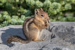 Cascade Golden-mantled Ground Squirrel 004
