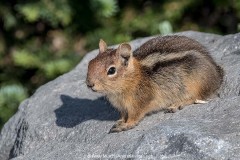 Cascade Golden-mantled Ground Squirrel 007