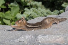 Cascade Golden-mantled Ground Squirrel 009