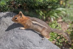 Cascade Golden-mantled Ground Squirrel 010