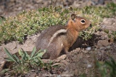 Cascade Golden-mantled Ground Squirrel 014