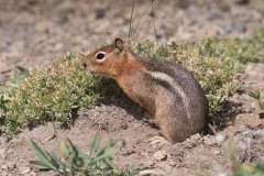 Cascade Golden-mantled Ground Squirrel 015
