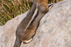 Cascade Golden-mantled Ground Squirrel 017
